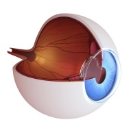 Fluoreszensangiographie (Farbstoffuntersuchung an der Netzhaut)