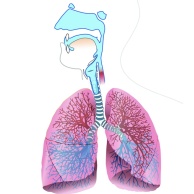 Lungenfunktionsprüfung - Body-Plethysmographie