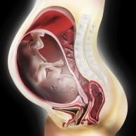 Plazenta-Untersuchung (Choriozottenbiopsie, Plazentabiopsie)