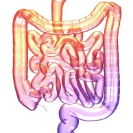 Transplantation des Dünndarms