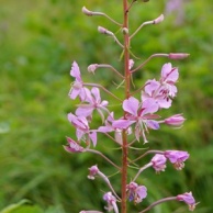 Weidenröschen-kleinblütig