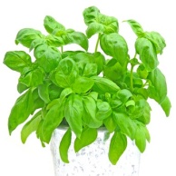 Basilikum