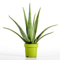 Aloe