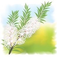 Australisches Teebaumöl