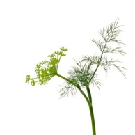 Dill