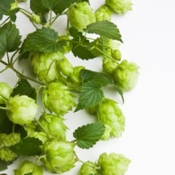 Hopfen