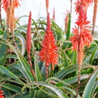 Aloe arborescens
