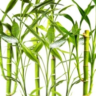 Bambusblätter