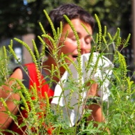 Allergie (Überempfindlichkeitsreaktion)