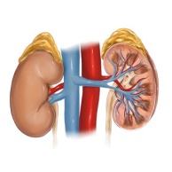 Blutarmut bei Nierenschwäche (renale Anämie)