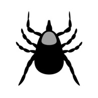 Boutonneuse-Fieber (Mittelmeer-Zeckenfleckfieber)