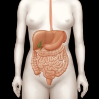 Chinesischer Leberegel