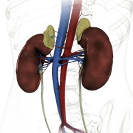 Chronisches Nierenversagen