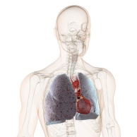 Chronisch obstruktive Lungenerkrankung (COPD)