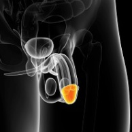 Entzündung der Eichel