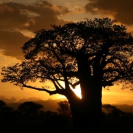 Flussblindheit (Onchozerkose)