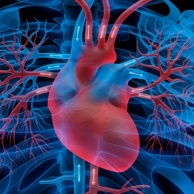 Herzmuskelentzündung (Myokarditis)