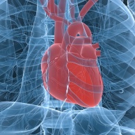 Herzmuskelerkrankungen