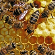 Allergie gegen Insektengift