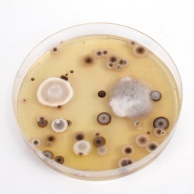 Allergie gegen Schimmelpilze