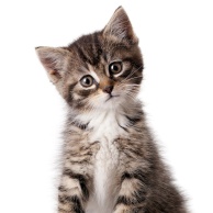 Allergie gegen Tierhaare