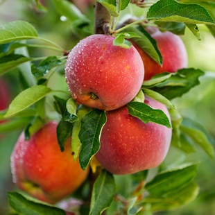 Der Apfel als unschlagbares Gesundheitsmittel