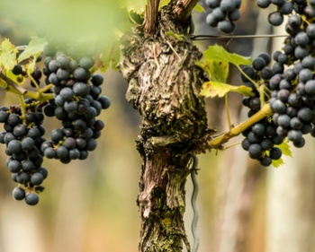 Resveratrol für mehr Ausdauer und Gesundheit